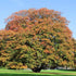 Acer pseudoplatanus Spaethii  (syn. Atropurpureum)