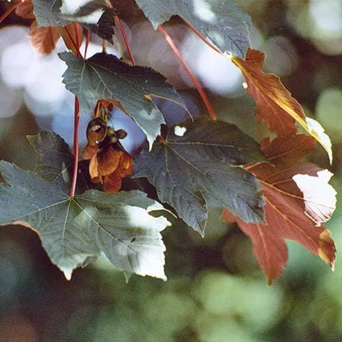 Acer pseudoplatanus Spaethii  (syn. Atropurpureum)