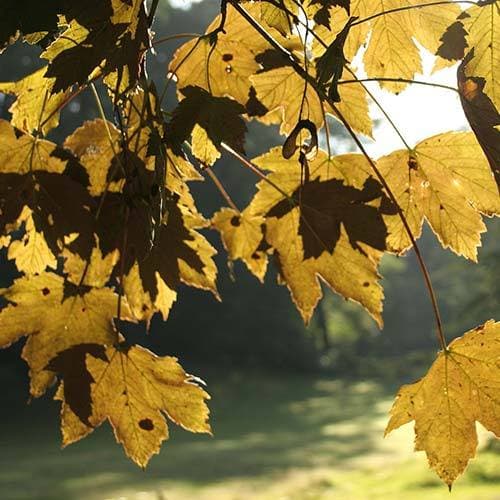 Acer pseudoplatanus Spaethii  (syn. Atropurpureum)