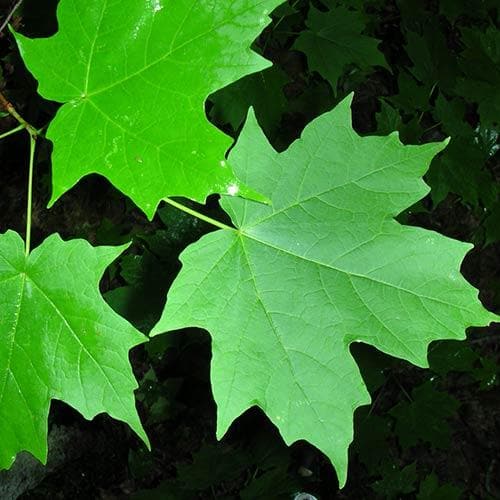 Acer saccharum - Sugar Maple