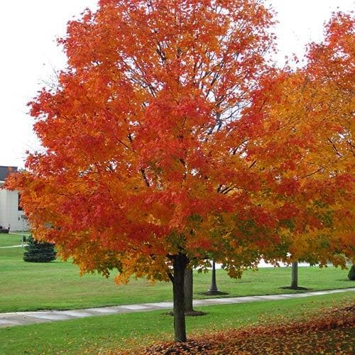 Acer saccharum - Sugar Maple
