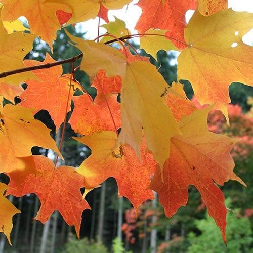 Acer saccharum - Sugar Maple