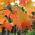 Acer saccharum - Sugar Maple