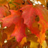 Acer saccharum - Sugar Maple