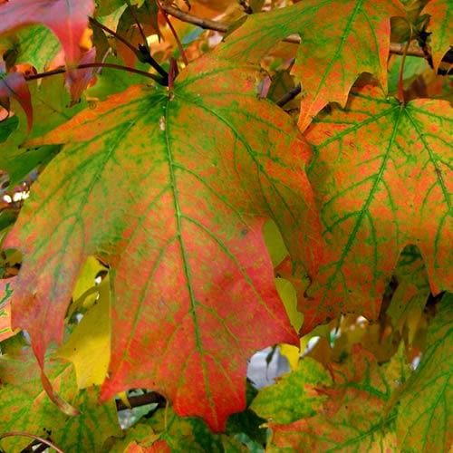 Acer saccharum - Sugar Maple