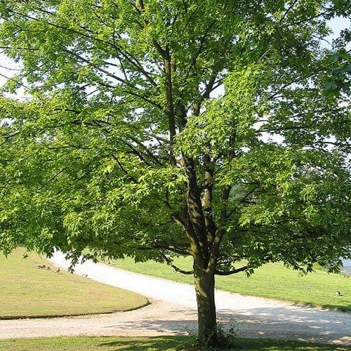 Acer saccharum - Sugar Maple