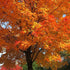Acer saccharum - Sugar Maple