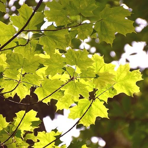 Acer saccharum - Sugar Maple