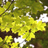 Acer saccharum - Sugar Maple
