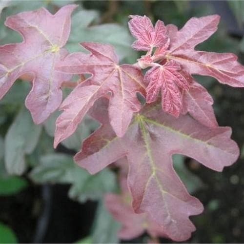 Acer campestre Red Shine - Future Forests