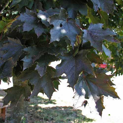 Acer platanoides Crimson King - Future Forests