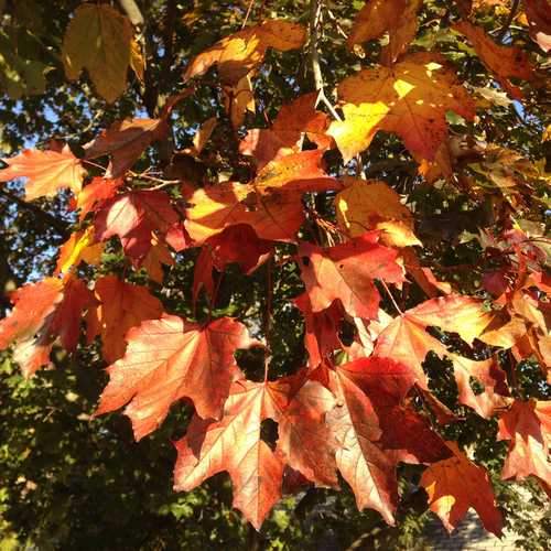 Acer platanoides Crimson King - Future Forests