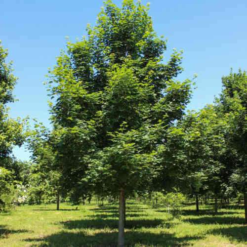 Acer platanoides Keith’s Form (syn. Norwegian Sunset®)