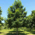 Acer platanoides Keith’s Form (syn. Norwegian Sunset®)