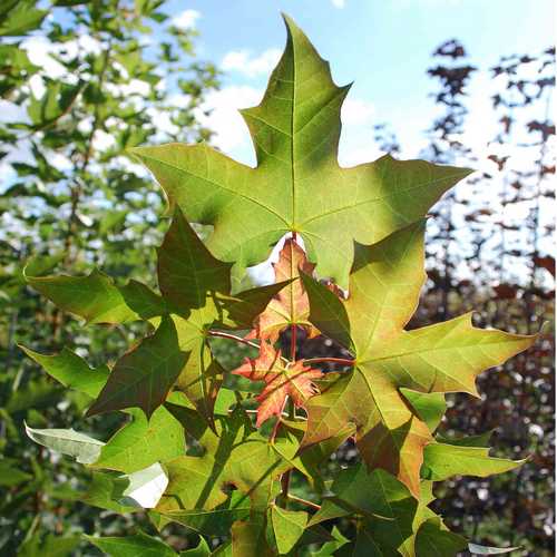 Acer platanoides Keith’s Form (syn. Norwegian Sunset®)