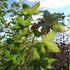 Acer platanoides Keith’s Form (syn. Norwegian Sunset®)