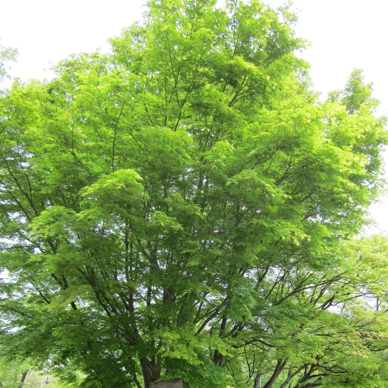 Acer palmatum - Japanese Maple - Future Forests