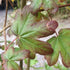 Acer campestre Red Shine - Future Forests