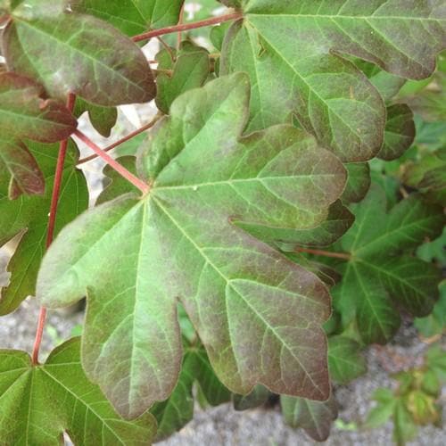 Acer campestre Red Shine - Future Forests