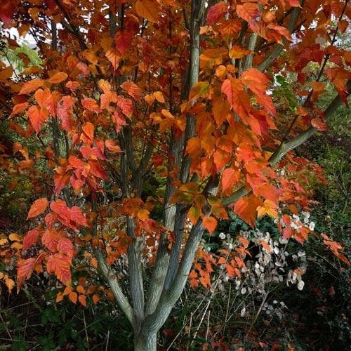 Acer grosseri var. hersii - Snakebark Maple - Future Forests