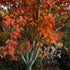 Acer grosseri var. hersii - Snakebark Maple - Future Forests