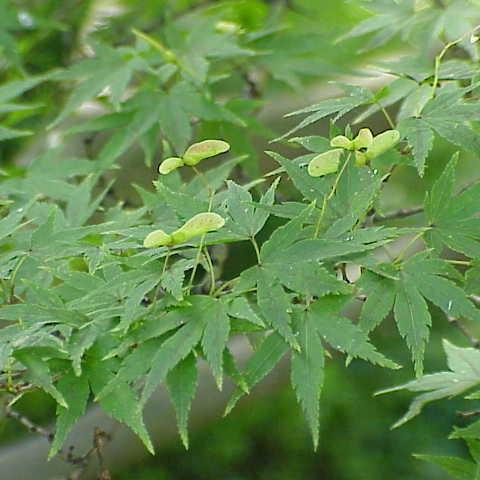 Acer palmatum - Japanese Maple - Future Forests