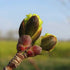 Acer platanoides - Norway Maple - Future Forests