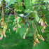 Acer rubrum - Canadian Maple - Future Forests