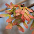 Acer rubrum - Canadian Maple - Future Forests
