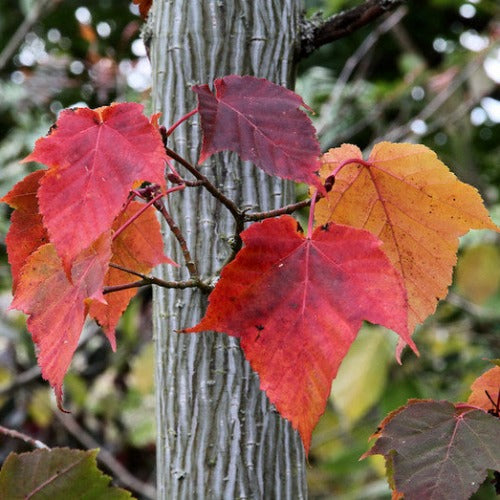 Acer capillipes - Snakebark Maple