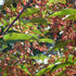 Acer pseudoplatanus Regal Petticoat