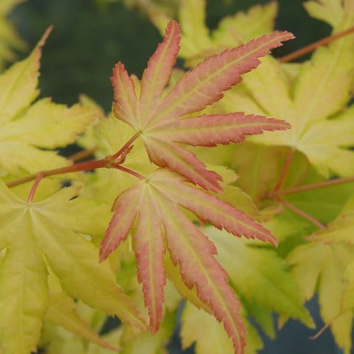 Acer palmatum Orange Dream