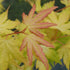 Acer palmatum Orange Dream
