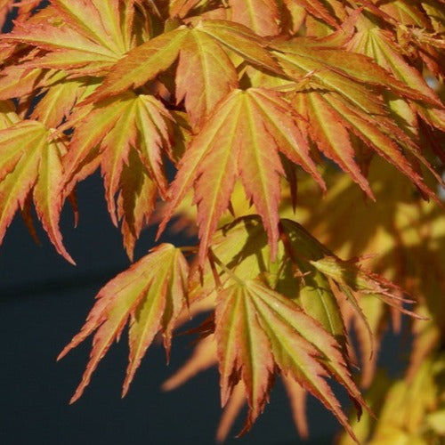 Acer palmatum Orange Dream