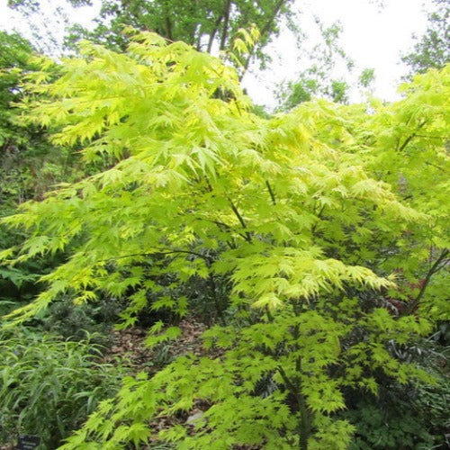 Acer palmatum Orange Dream