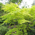 Acer palmatum Orange Dream