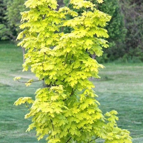 Acer platanoides Princeton Gold