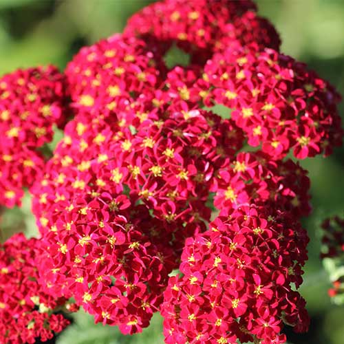 Achillea millefolium  Pomegranate