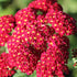 Achillea millefolium  Pomegranate