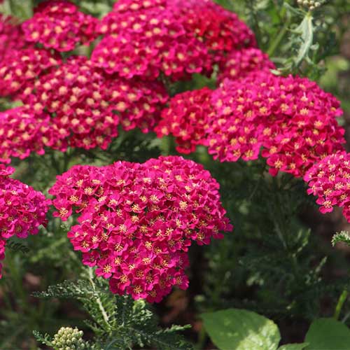Achillea millefolium  Pomegranate