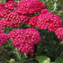 Achillea millefolium  Pomegranate