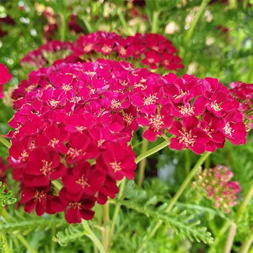 Achillea millefolium  Pomegranate