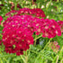 Achillea millefolium  Pomegranate