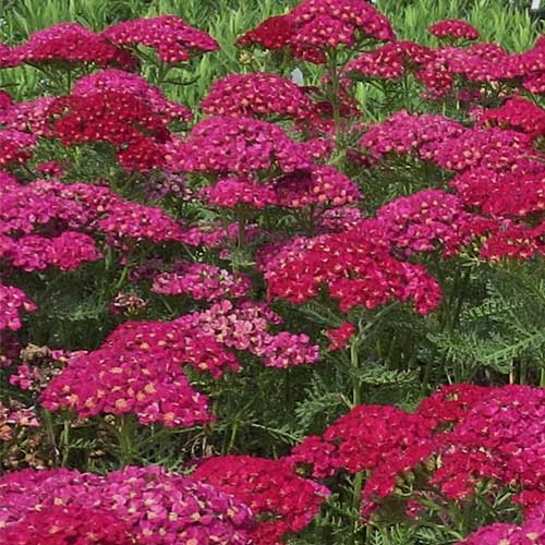 Achillea millefolium  Pomegranate