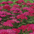 Achillea millefolium  Pomegranate