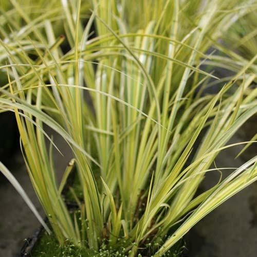 Acorus gramineus Ogon - Future Forests