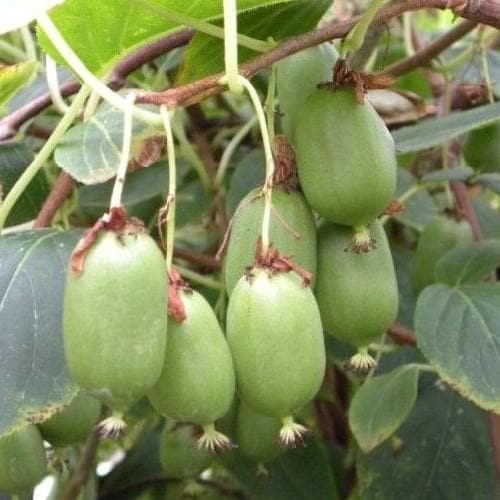 Kiwi - Actinidia arguta Issai - Future Forests