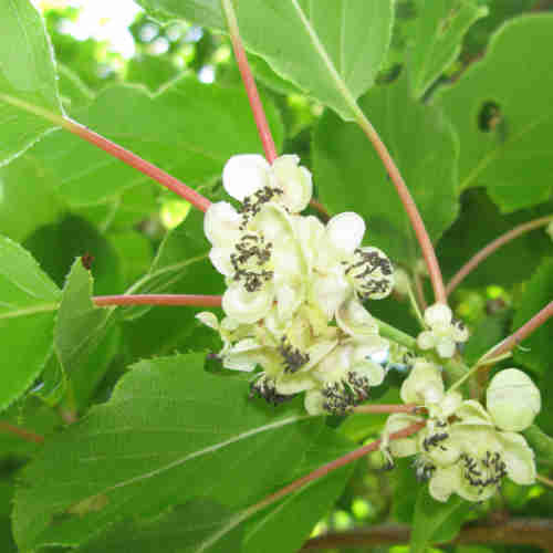 Kiwi - Actinidia arguta Weiki - male