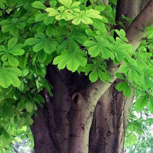 Aesculus hippocastanum - Horse Chestnut - Future Forests