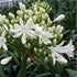 Agapanthus Arctic Star